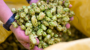 Fresh Hop